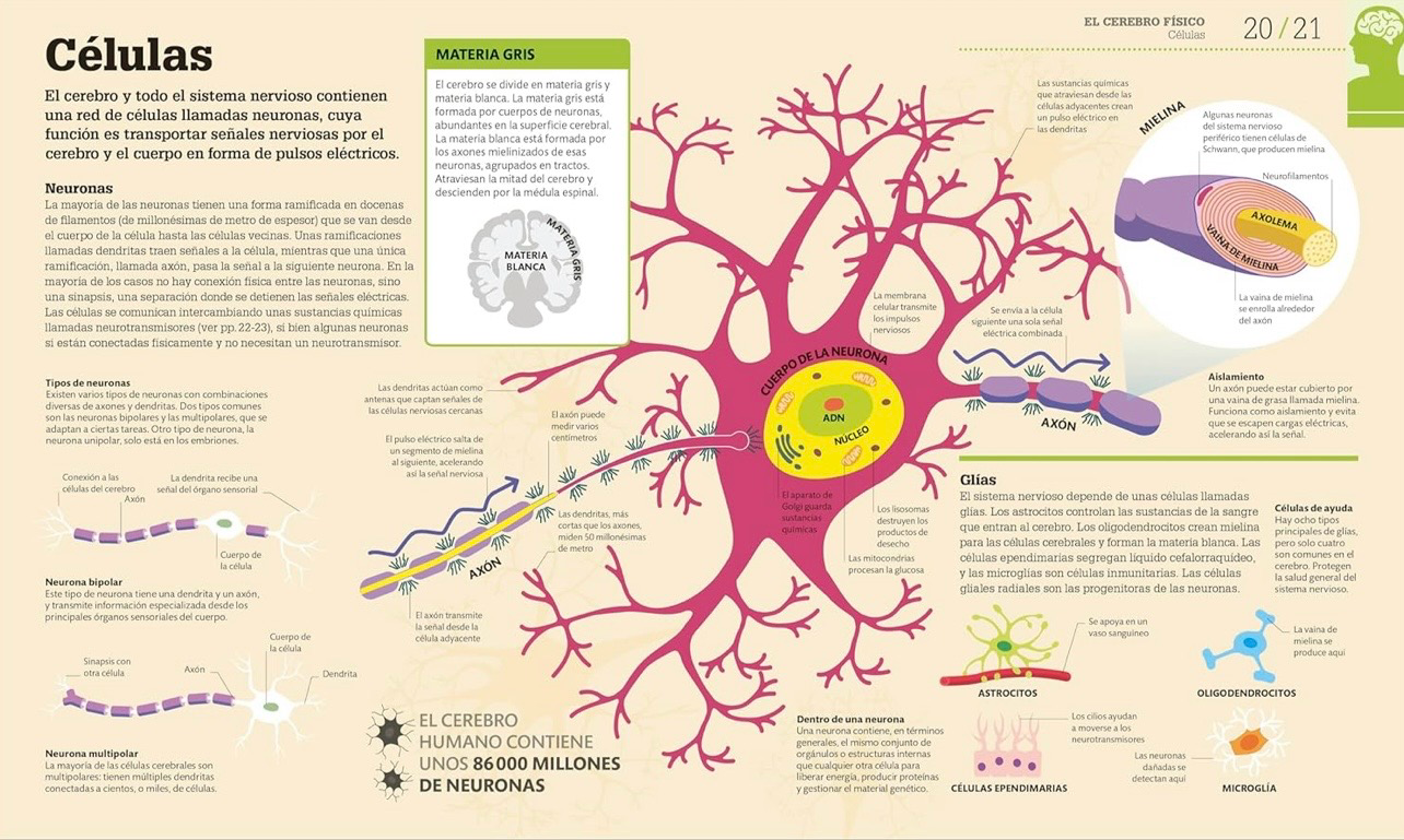 Como funciona el cerebro | DK