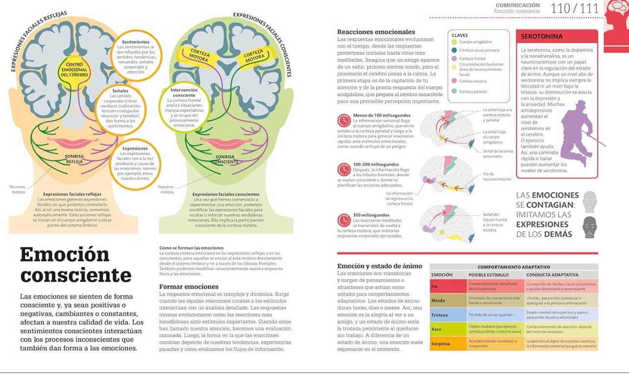 Como funciona el cerebro | DK