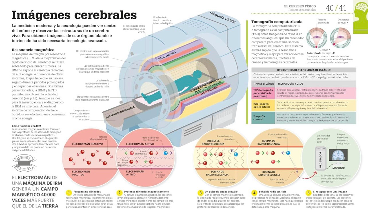 Como funciona el cerebro | DK