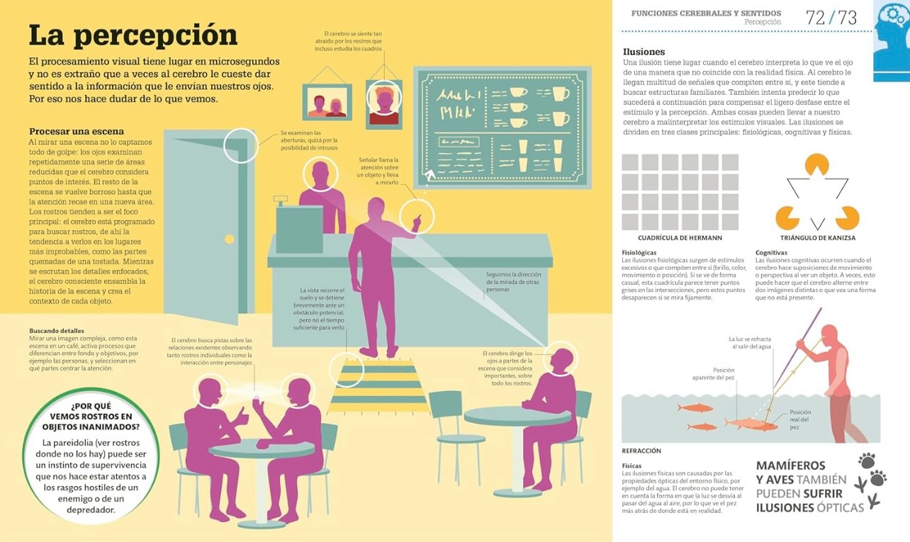 Como funciona el cerebro | DK