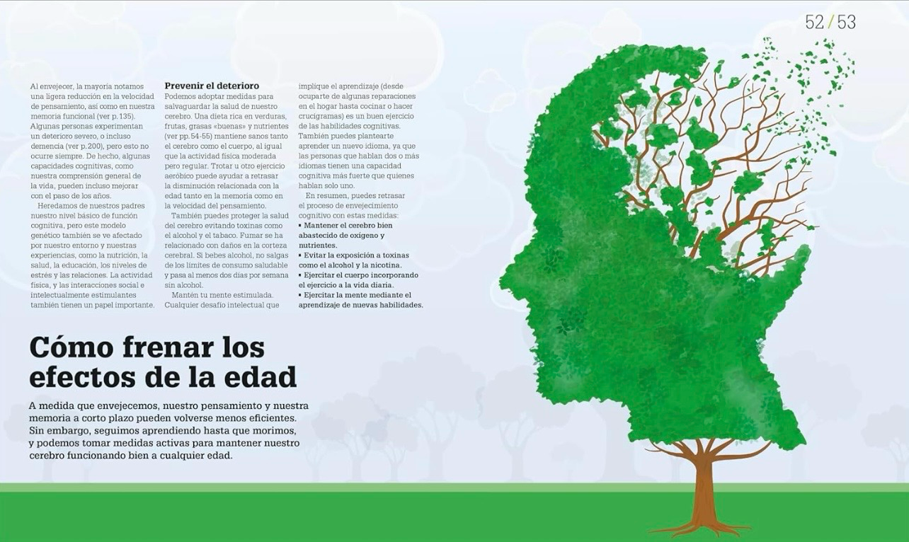 Como funciona el cerebro | DK