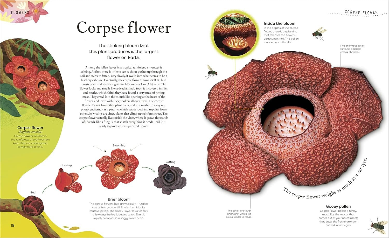 The Secret World Of Plants | DK | Ingles
