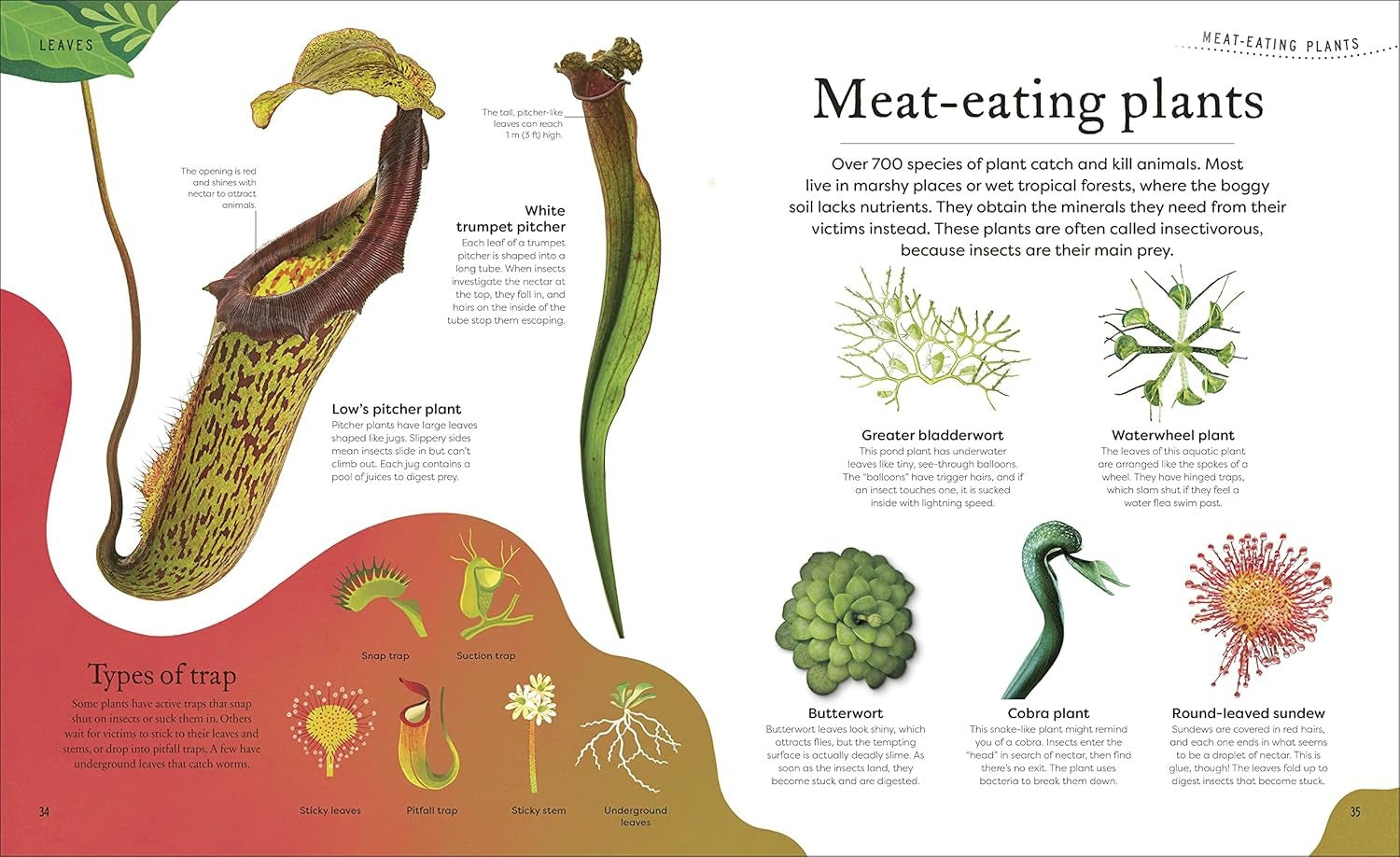 The Secret World Of Plants | DK | Ingles