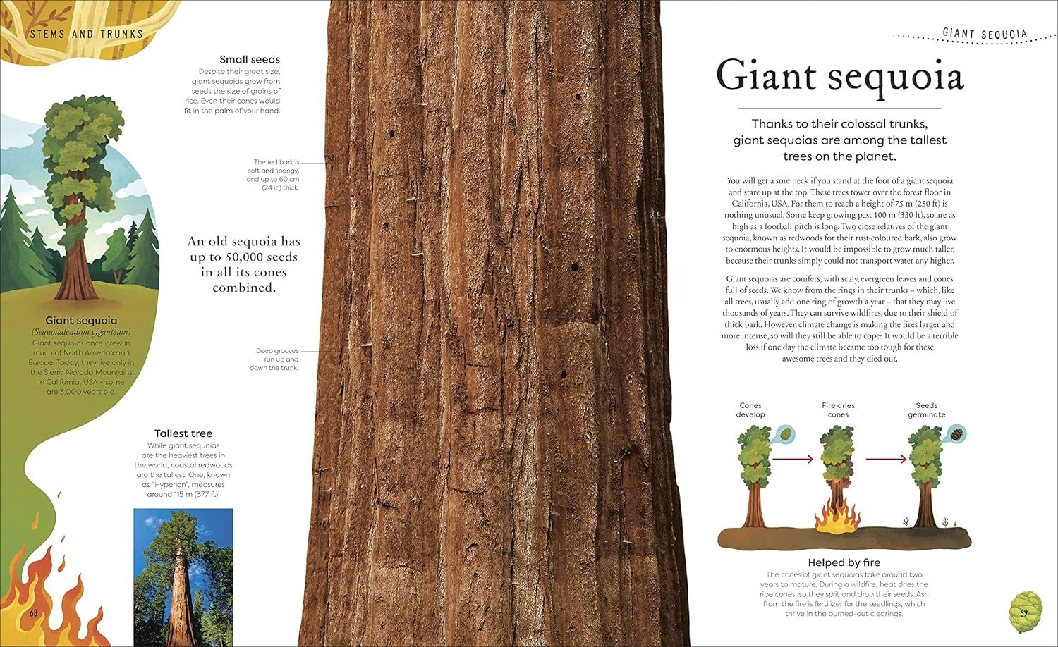 The Secret World Of Plants | DK | Ingles