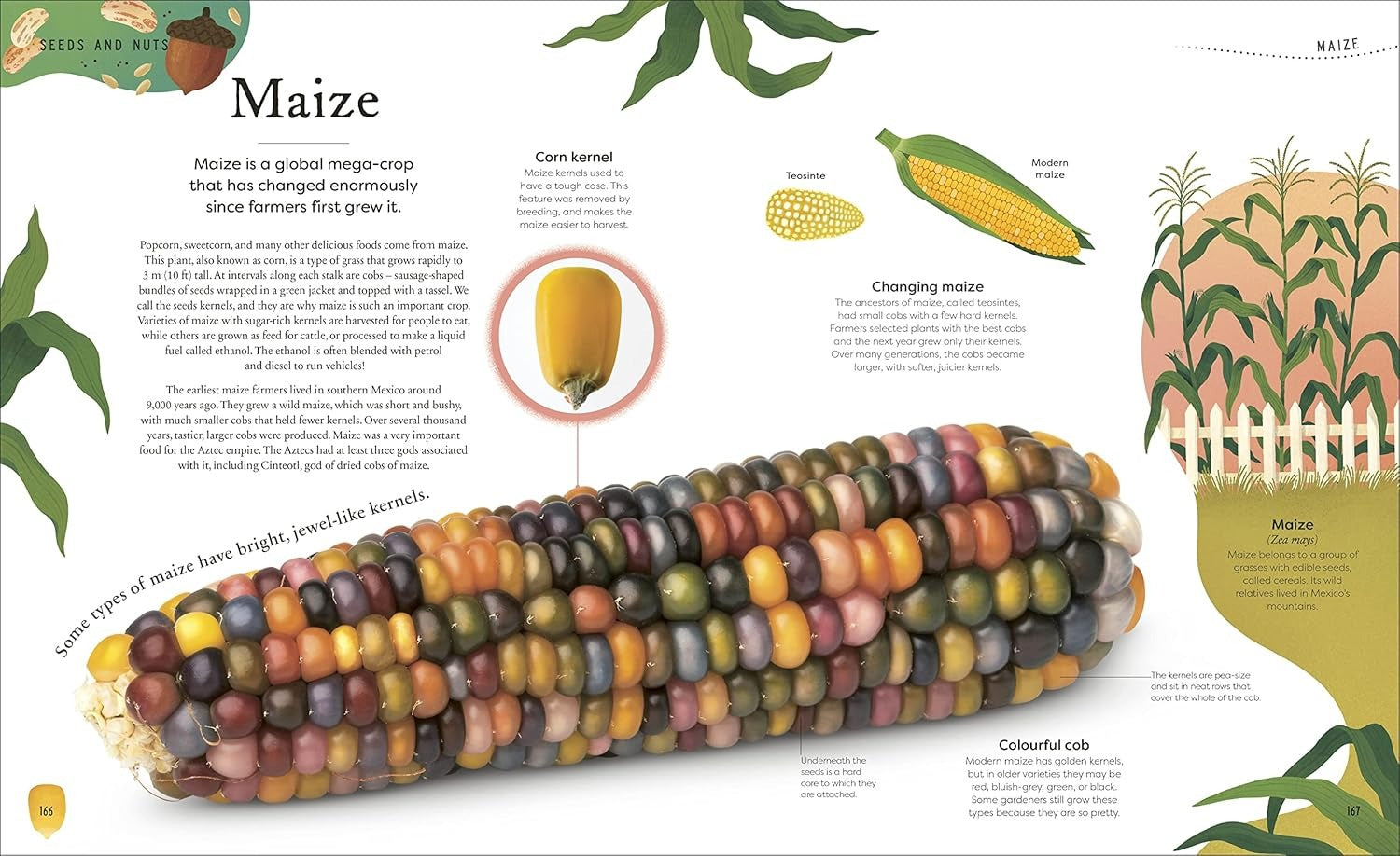 The Secret World Of Plants | DK | Ingles