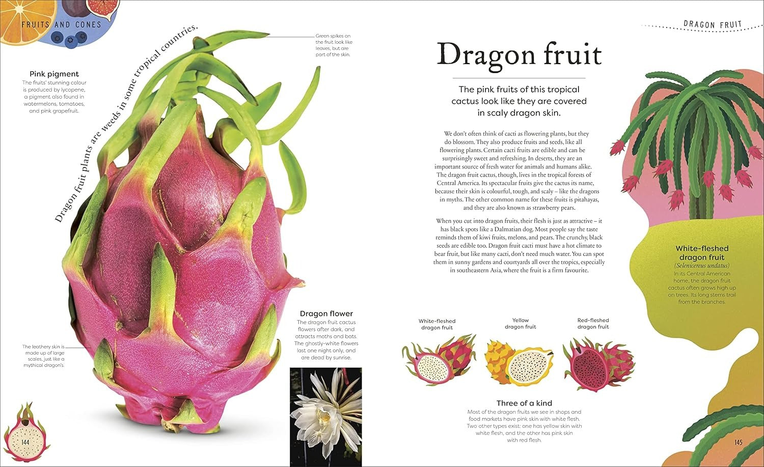 The Secret World Of Plants | DK | Ingles