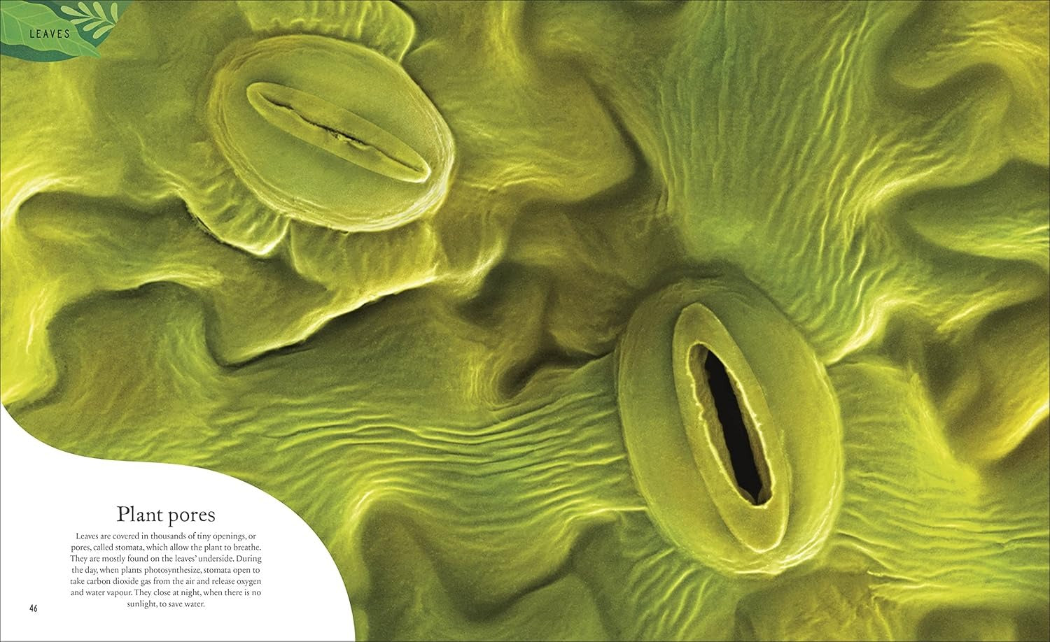 The Secret World Of Plants | DK | Ingles