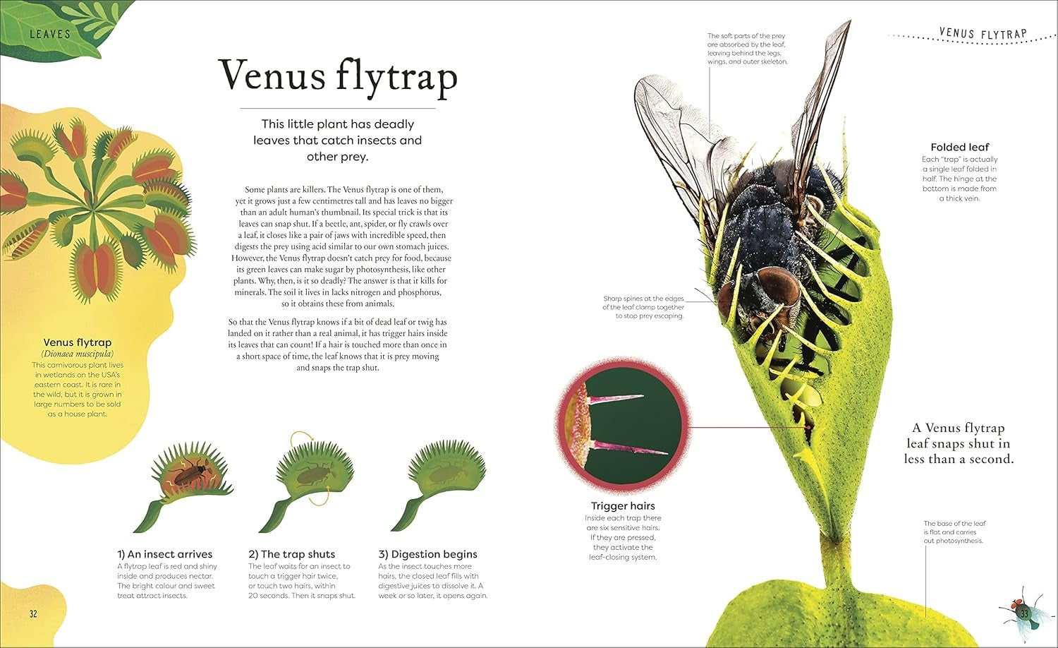 The Secret World Of Plants | DK | Ingles