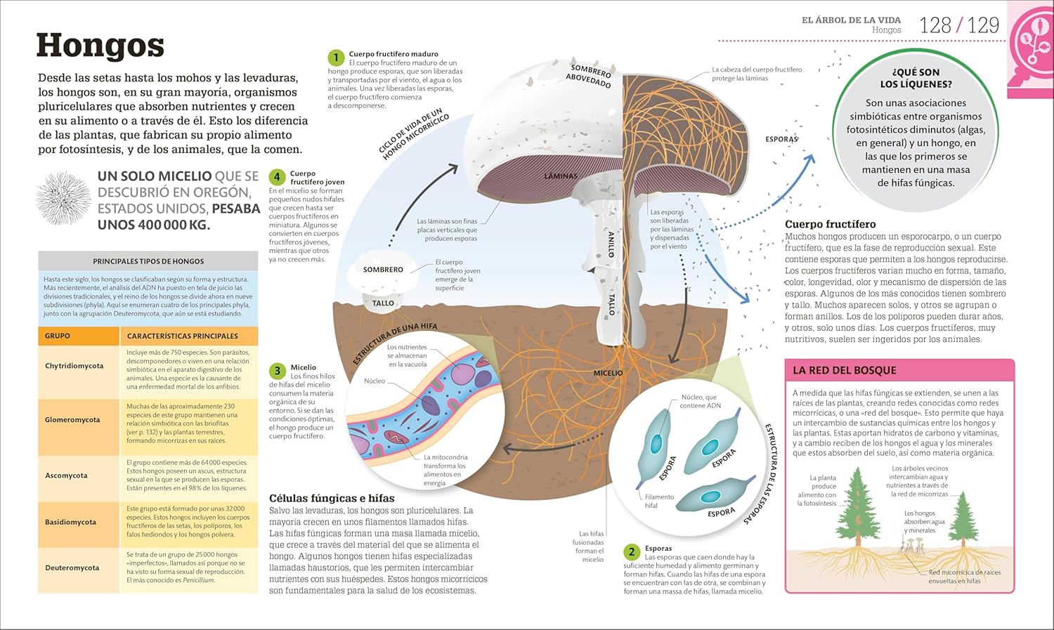 Como Funciona la Biologia | DK