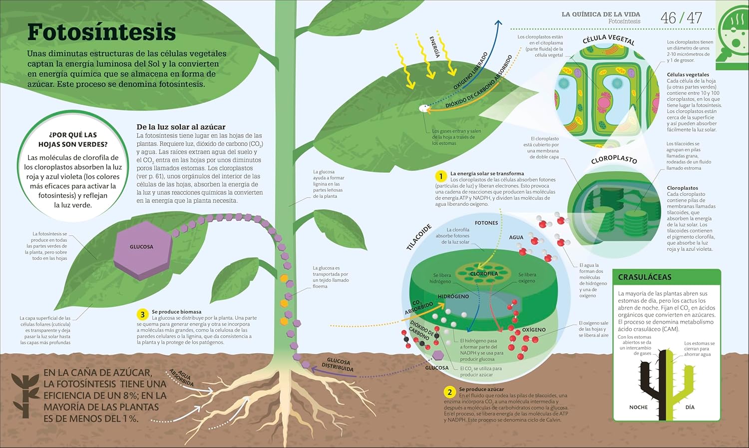 Como Funciona la Biologia | DK