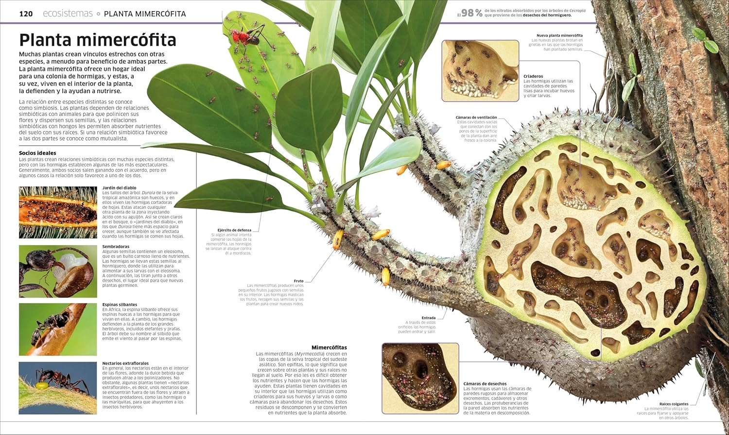 Plantas y Hongos | DK