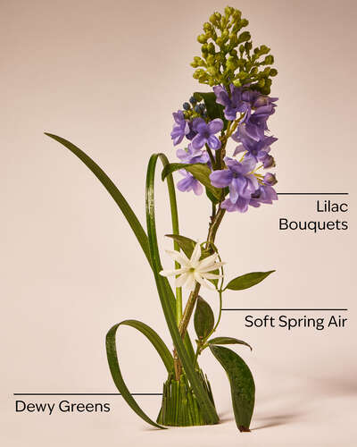 Fresh Cut Lilacs | Jabon de Manos  | Bath and Body Works